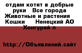 отдам котят в добрые руки - Все города Животные и растения » Кошки   . Ненецкий АО,Хонгурей п.